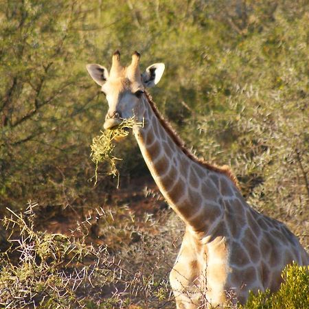 Zwartberg View Mountain Lodge Oudtshoorn Exterior foto