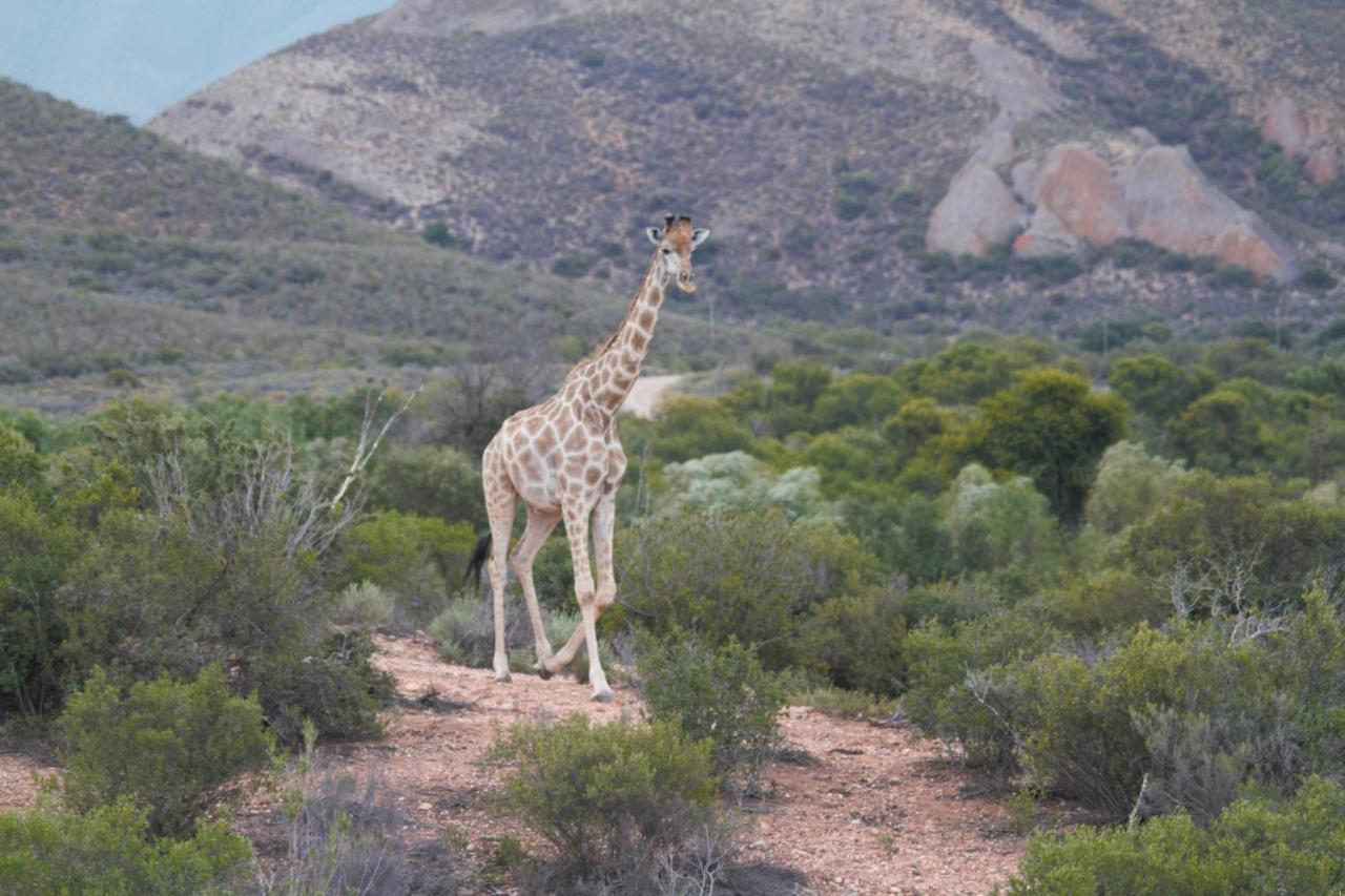 Zwartberg View Mountain Lodge Oudtshoorn Exterior foto