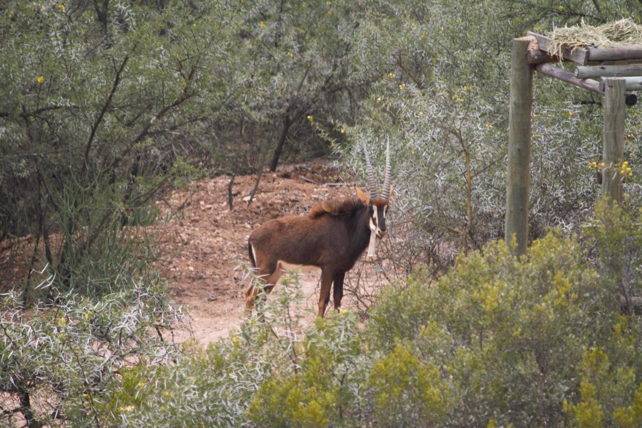 Zwartberg View Mountain Lodge Oudtshoorn Exterior foto