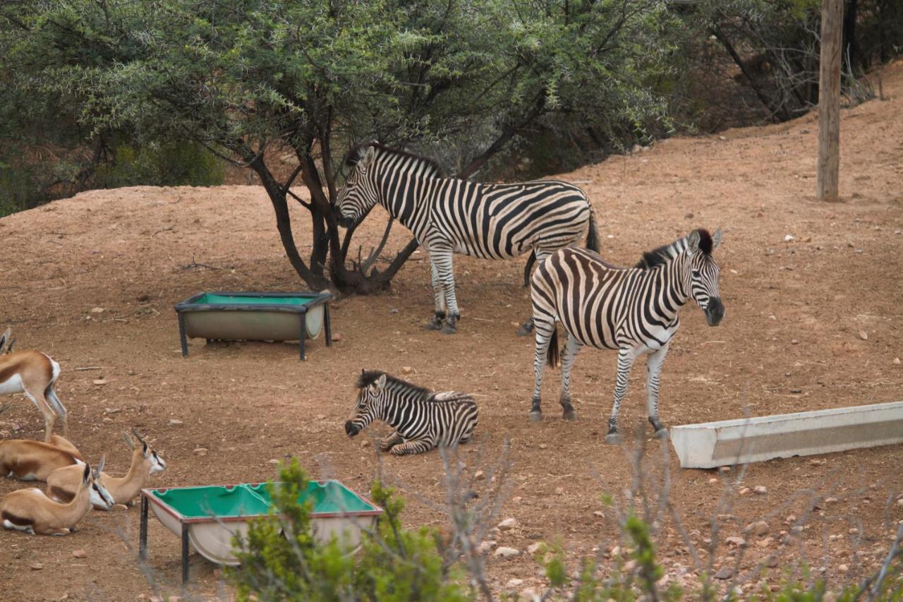 Zwartberg View Mountain Lodge Oudtshoorn Exterior foto