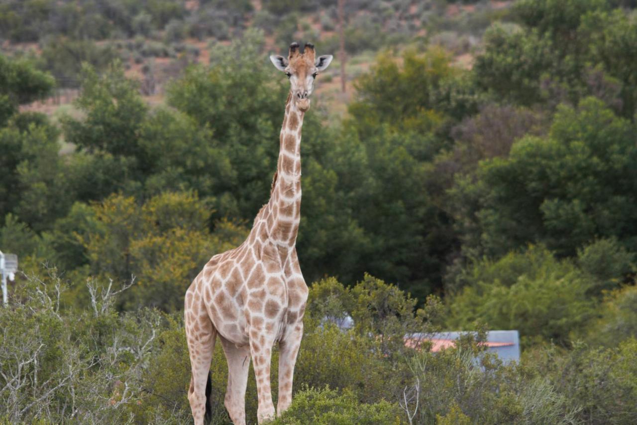 Zwartberg View Mountain Lodge Oudtshoorn Exterior foto