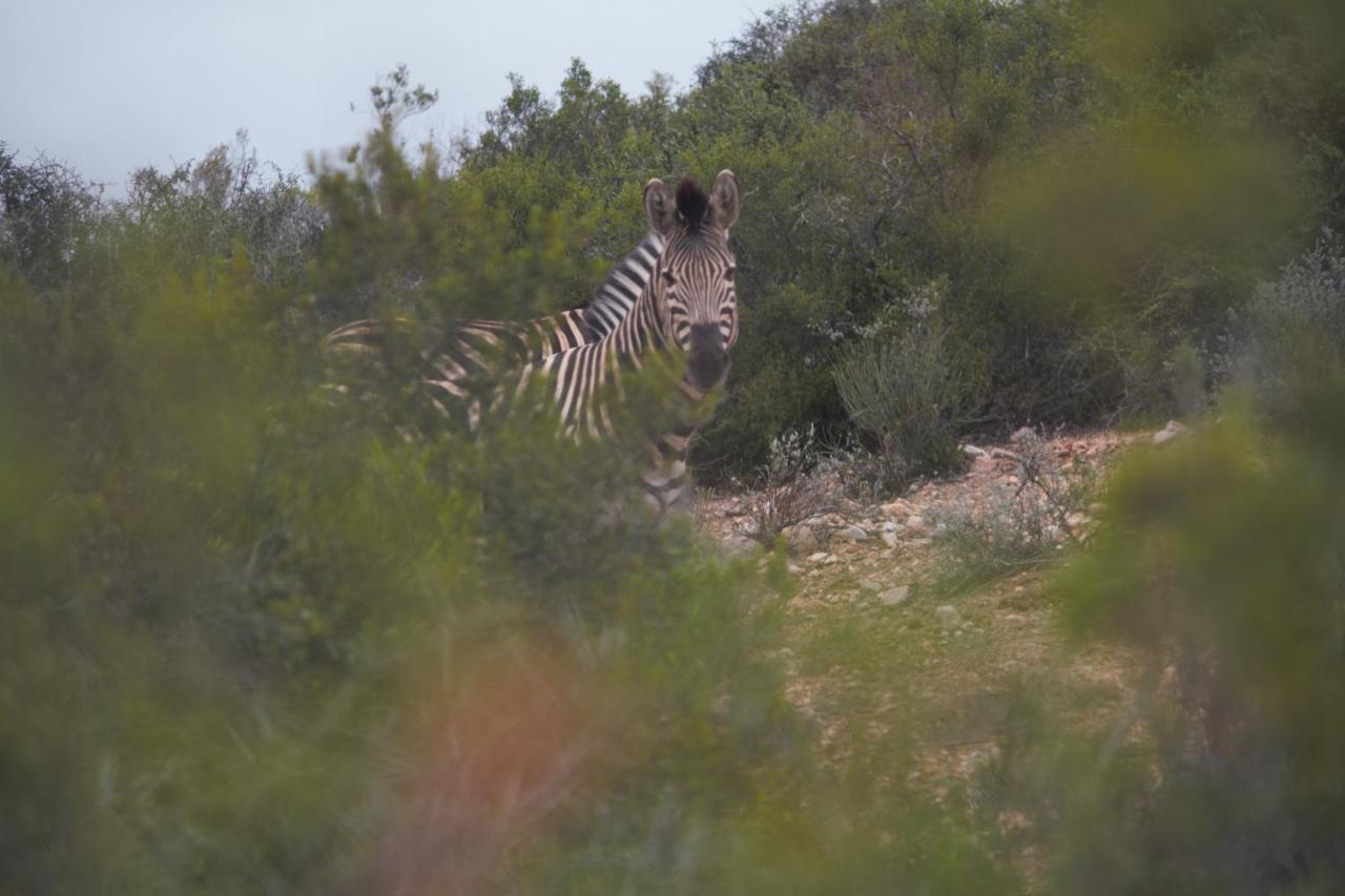 Zwartberg View Mountain Lodge Oudtshoorn Exterior foto