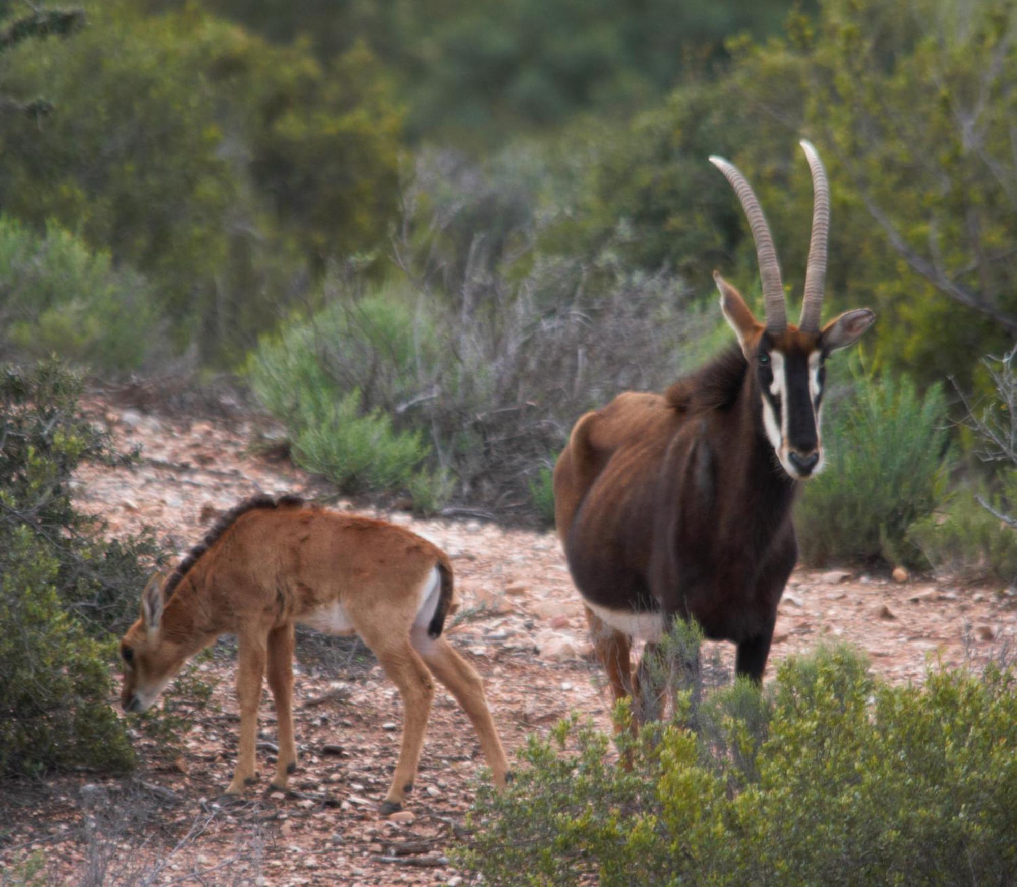 Zwartberg View Mountain Lodge Oudtshoorn Exterior foto