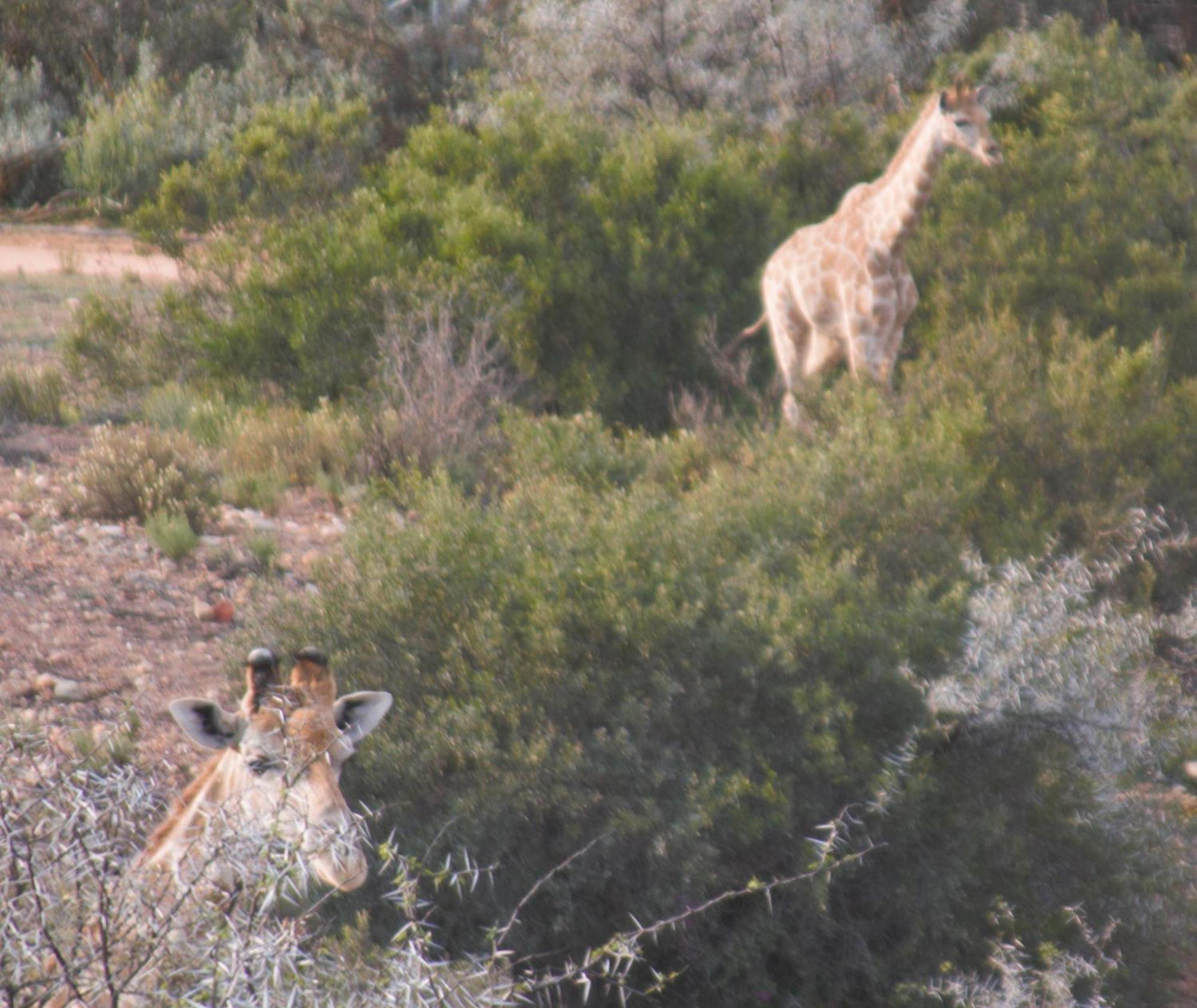 Zwartberg View Mountain Lodge Oudtshoorn Exterior foto