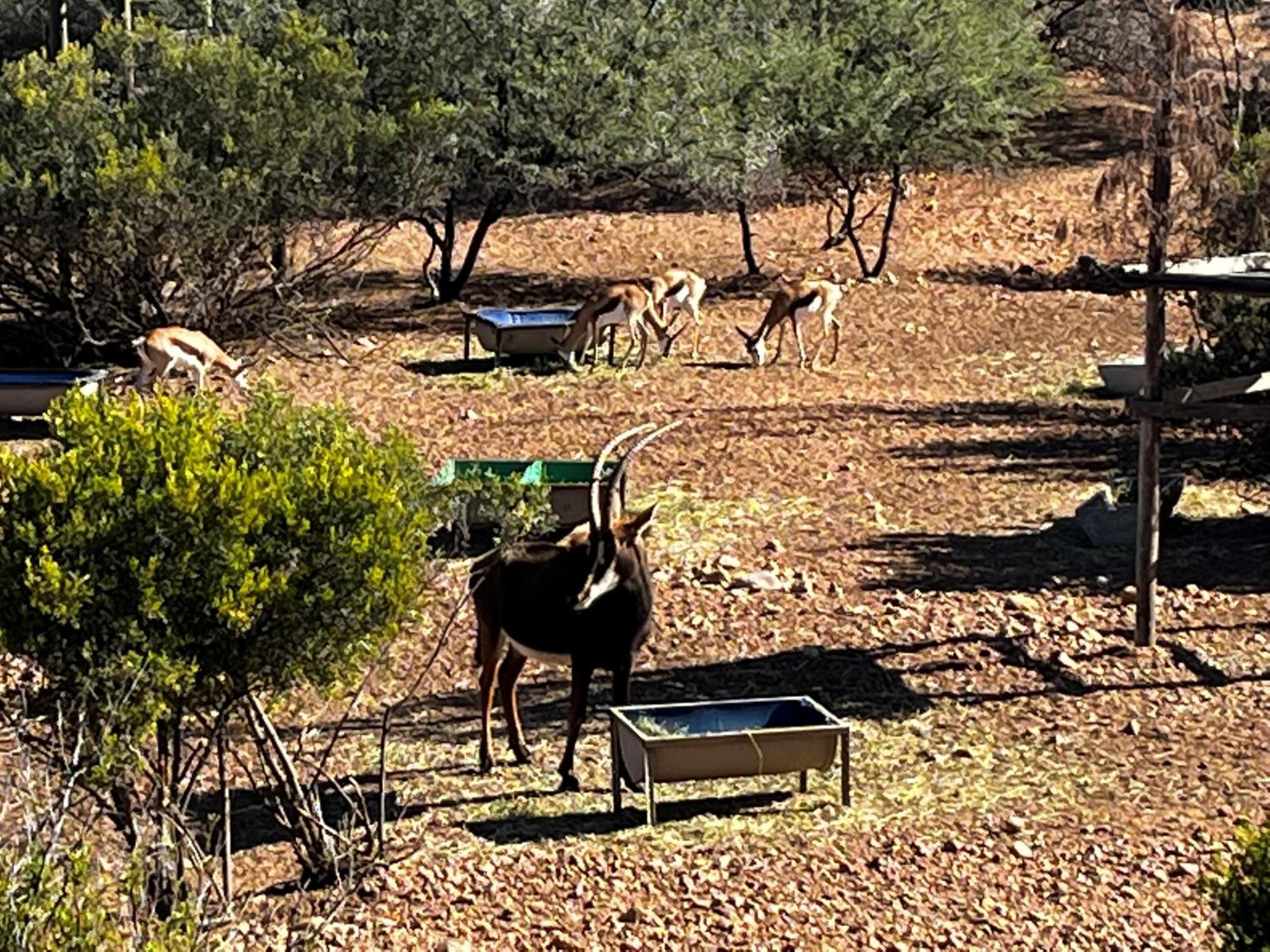 Zwartberg View Mountain Lodge Oudtshoorn Exterior foto