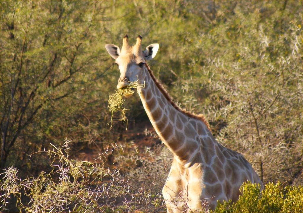 Zwartberg View Mountain Lodge Oudtshoorn Exterior foto